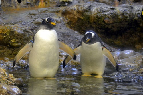 Pinguine-zoo-basel-28