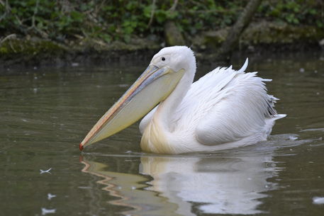 Pelikane-zoo-basel-8