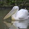 Pelikane-zoo-basel-8