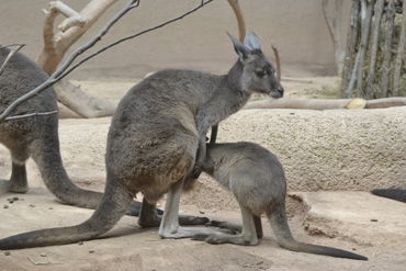 Kanguru-zoo-basel-16