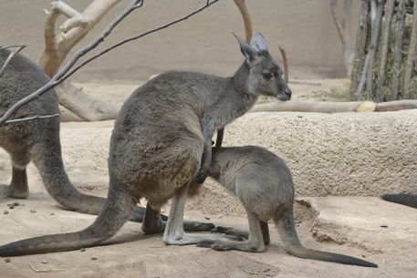 Kanguru-zoo-basel-16