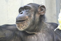 Schimpanse  von Erika Wagner