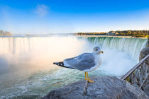 Möwe an den Niagarafällen - Seagull at the Niagara Falls von Wolfgang Gürth