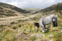 Dartmoor ponies at Wistman's Wood von David Lyons