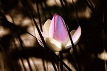 Sacred Lotus Flower von David Lyons