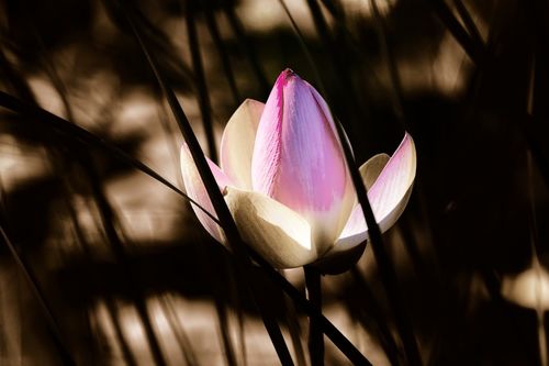 Nature-flower-lily-pond-004e-s
