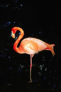 Pink Flamingo von David Lyons