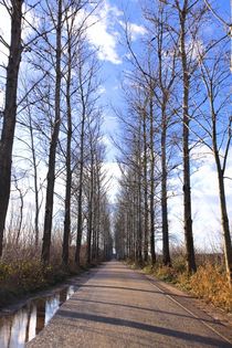 Dutch road. Sunny way. von Galina Solonova