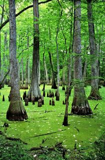 Water Tupelo and Bald Cypress, Mississippi von David Lyons
