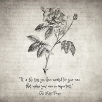 The Little Prince Rose Quote by zapista