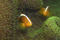 Anemonefish | In The Green by Ute Niemann