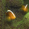 Amphiprion-sandaracinos-skunkstripedanemonefish-1180430f-32-kunstdruck