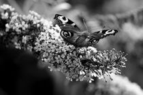 Butterflies & Lilacs by Bianca Baker