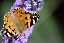 Nature's Butterflies by Bianca Baker