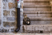 Katze auf einer Steintreppe von Denis Sandmann