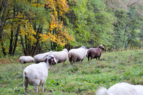 Schafe auf einer Wiese von Denis Sandmann