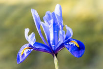 Blue Iris by Jeremy Sage