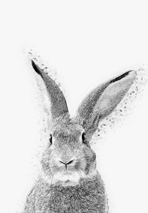 Rabbit by zapista