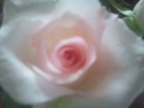 Rosenblüte in rosé von rianka