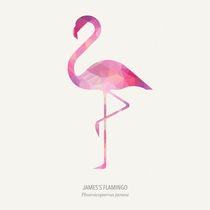 James's Flamingo von zapista