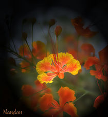 Flower closeup by Nandan Nagwekar