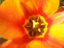 Tulpenblüte in orange von rianka