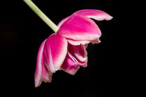 Tulpe by fotolos