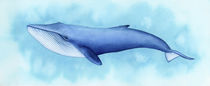 Blue Whale von zapista