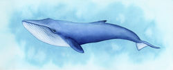 Blue-whale-taylan-apukovska