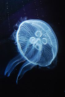 jellyfish... 1 by loewenherz-artwork