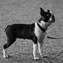 Boston Terrier in black and white by kattobello