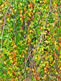 Birke im Herbst von kattobello
