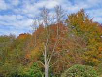 Herbstwald von kattobello