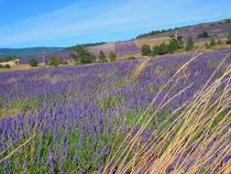 Lavendelfeld auf Korsika 2 by kattobello