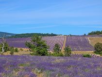 Lavendelfeld auf Korsika by kattobello