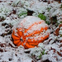 Kürbis im Schnee von kattobello