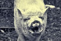 Smiling Mini Pig by kattobello