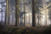 Puddletown Forest von Chris Frost