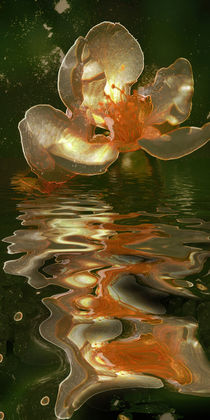 Spring night - apple blossom in gold water by Chris Berger