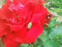Rote Rose - Raupe im Schlaraffenland  von rianka