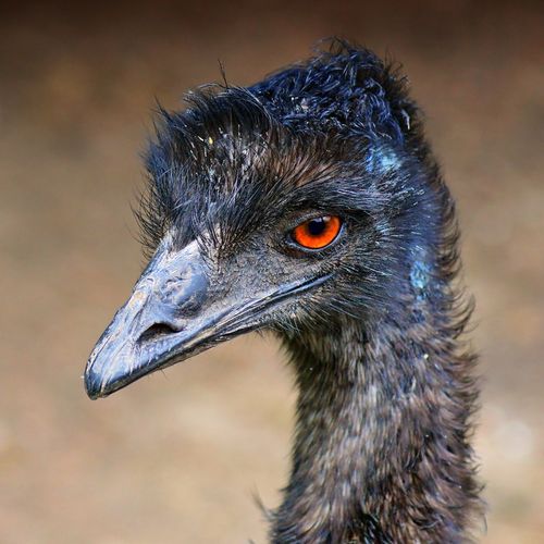 Emu1
