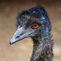 Emu by kattobello