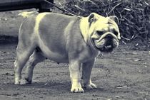 Englische Bulldogge by kattobello