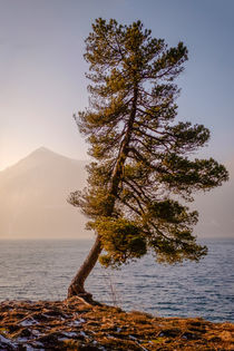 Solitair Pine by elio-photoart