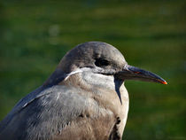 Inka-Seeschwalbe - Jungvogel by maja-310