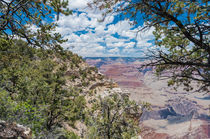 Bäume am Grand Canyon by reisen-fotografie-blog