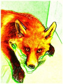Foxen von kappelnation