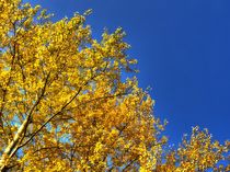 yellowtree by kappelnation