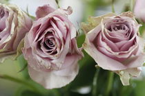 Rosarote Rosen von Petra Dreiling-Schewe