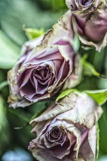 Rosen von Petra Dreiling-Schewe